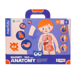 Magnetic Pad Human Anatomy