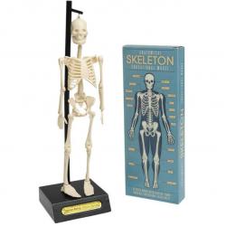 Anatomical Skeleton Educational Model